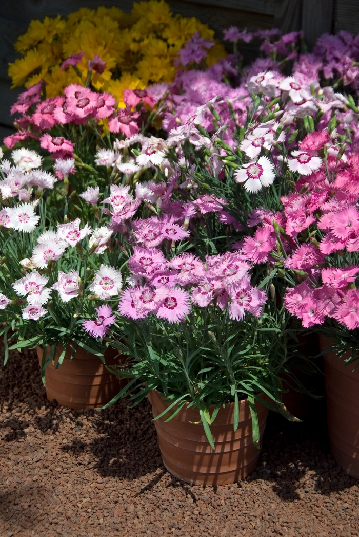 'Sweetness Mix' Pinks - Dianthus plumarius from Roots Garden Center Inc