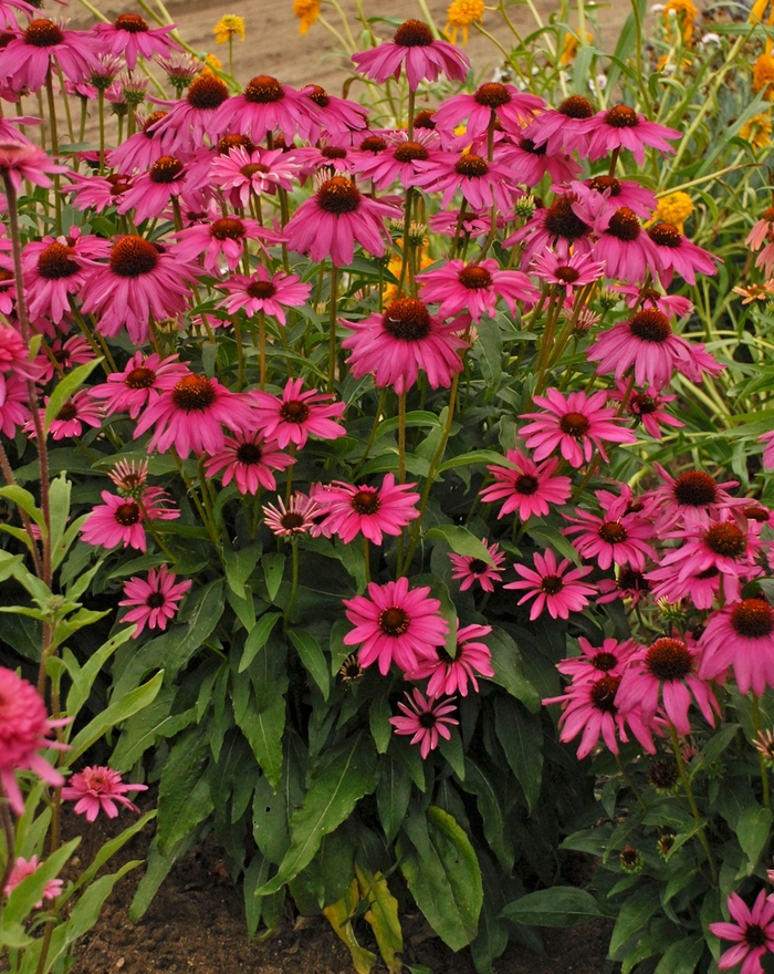 Butterfly 'Purple Emperor' - Echinacea hybrid from Roots Garden Center Inc
