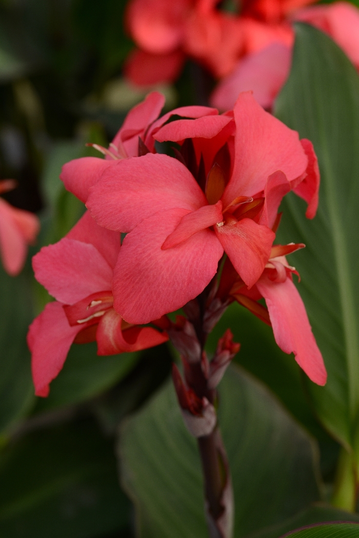 Cannova® 'Rose' - Canna x generalis (Canna Lily) from Roots Garden Center Inc