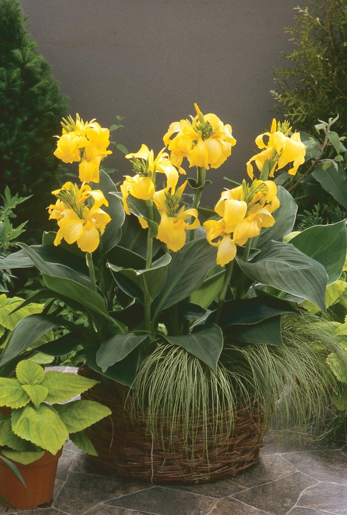 Cannova® 'Yellow' - Canna x generalis (Canna Lily) from Roots Garden Center Inc