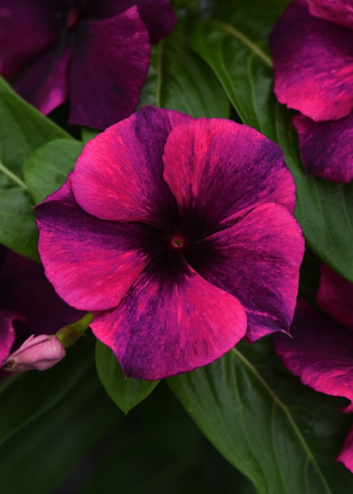 Tattoo™ Black Cherry - Catharanthus roseus (Vinca, Madagascar Periwinkle) from Roots Garden Center Inc