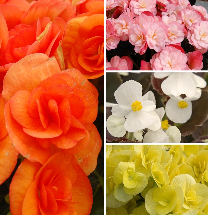 Begonia - Assorted Varieties from Roots Garden Center Inc