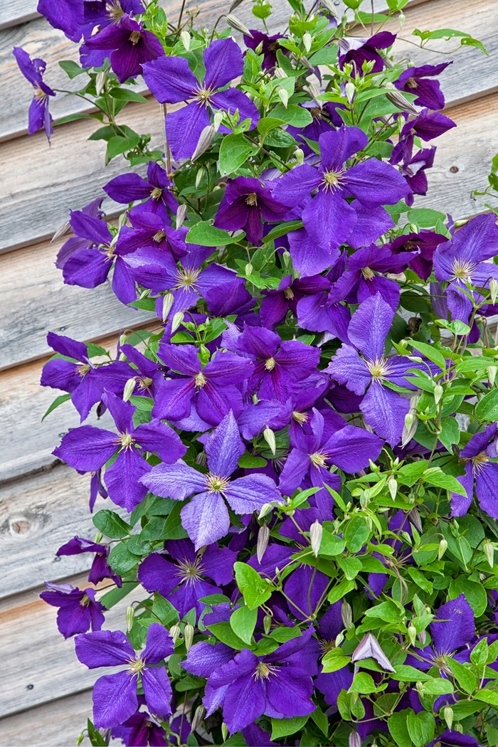 'Jackmanii' - Clematis from Roots Garden Center Inc