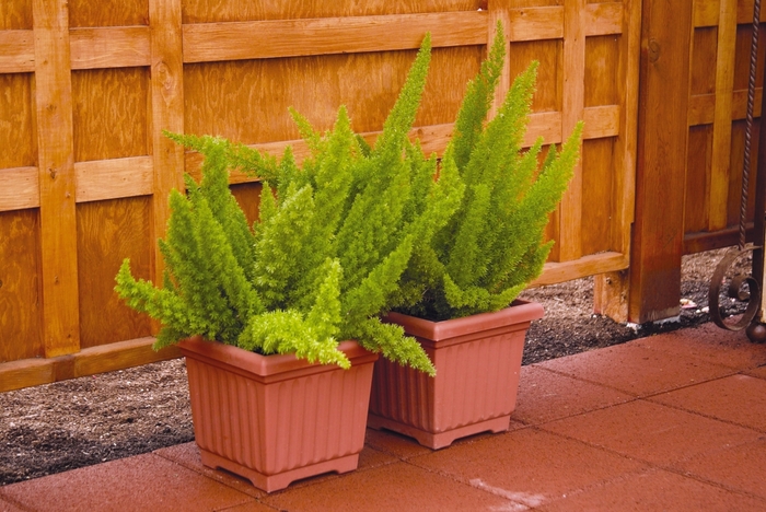 'Myersii' Foxtail Fern - Asparagus densiflorus from Roots Garden Center Inc