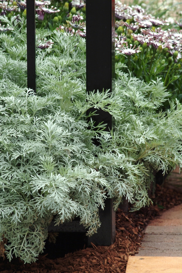 'Powis Castle' Wormwood - Artemisia from Roots Garden Center Inc