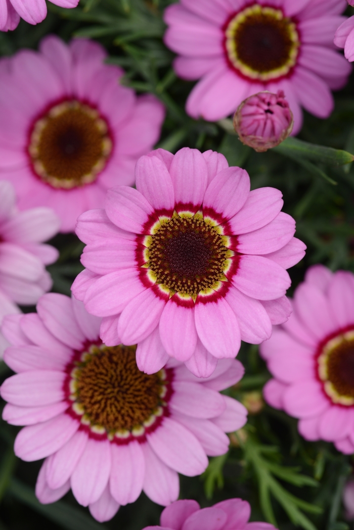 Argyranthemum - Argyranthemum 'Grandessa Pink Halo' from Roots Garden Center Inc