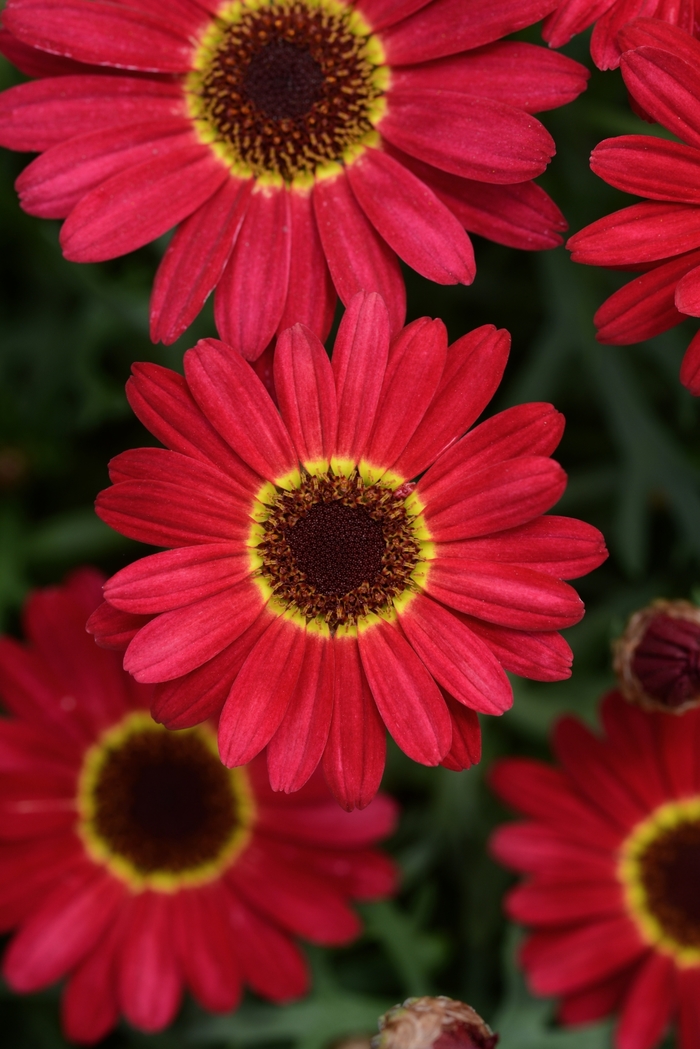 Argyranthemum - Argyanthemum 'Grandessa Red' from Roots Garden Center Inc