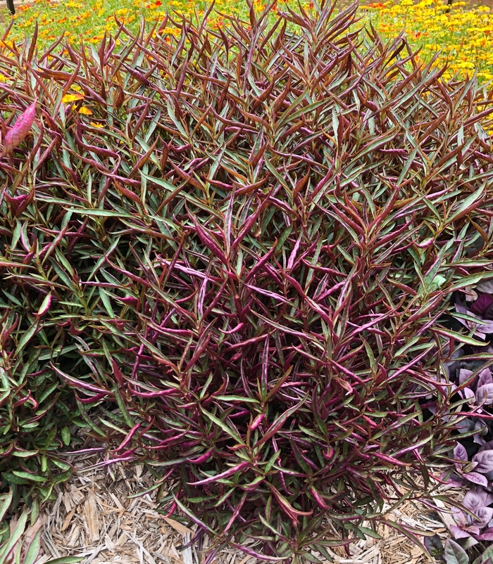 Joesph's Coat - Alternanthera dentata 'Burgundy Threadleaf' from Roots Garden Center Inc