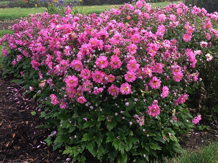 Japanese Anemone - Anemone 'Fall in Love Sweetly' from Roots Garden Center Inc