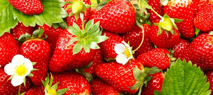 'Quinault' Strawberry - Fragaria x ananassa from Roots Garden Center Inc