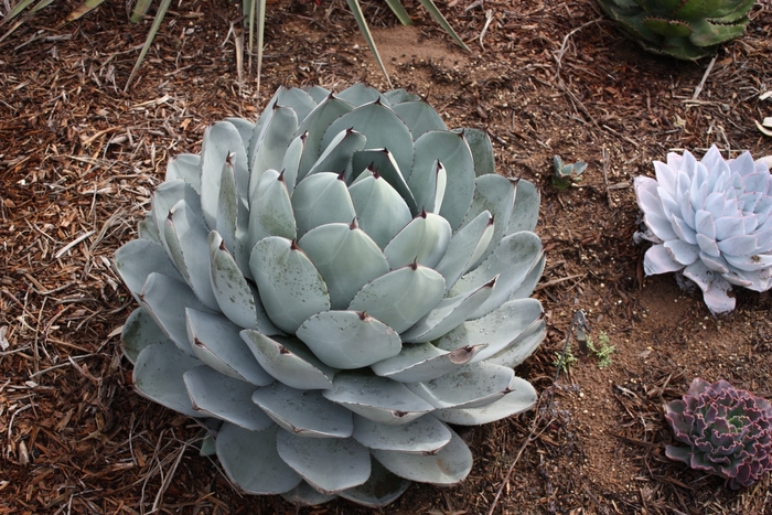 'truncata' Artichoke Agave - Agave parryi from Roots Garden Center Inc