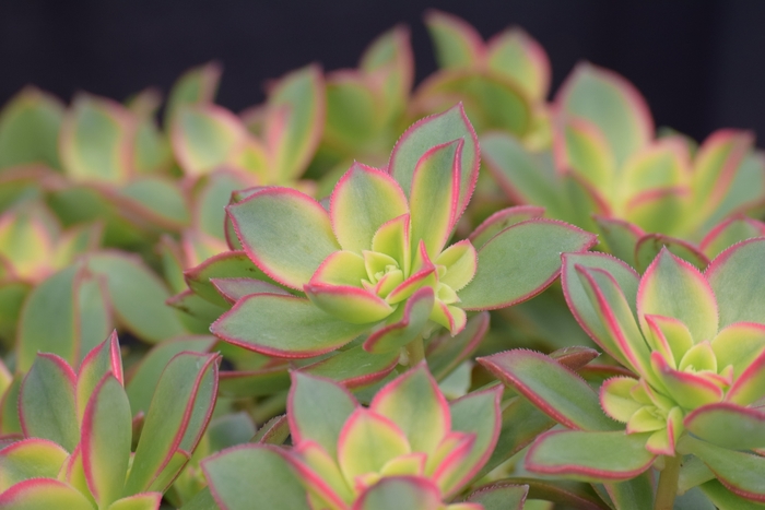 'Kiwi' - Aeonium from Roots Garden Center Inc