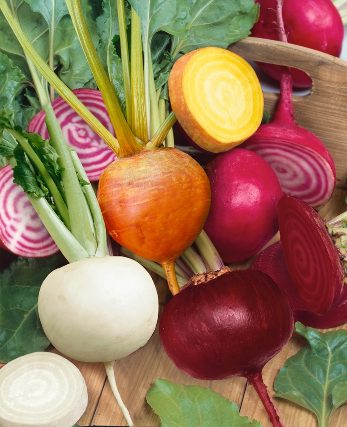 Rainbow Mix Beet - Beta 'Rainbow Mix' from Roots Garden Center Inc