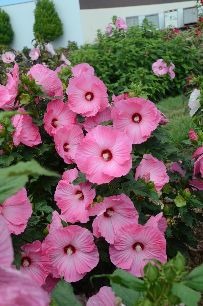 'Airbrush Effect' Rose Mallow - Hibiscus from Roots Garden Center Inc