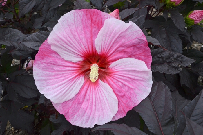 'Starry Starry Night' Rose Mallow - Hibiscus from Roots Garden Center Inc