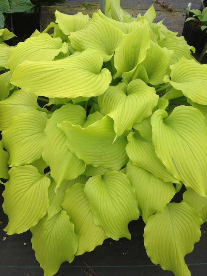 Plantain Lily - Hosta 'Dancing Queen' from Roots Garden Center Inc