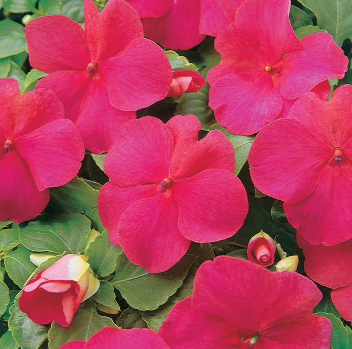 Super Elfin® 'Lipstick' - Impatiens walleriana from Roots Garden Center Inc
