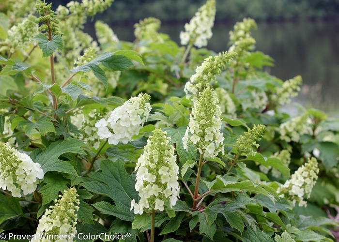 'Gatsby Gal®' Oakleaf Hydrangea - Hydrangea quercifolia from Roots Garden Center Inc