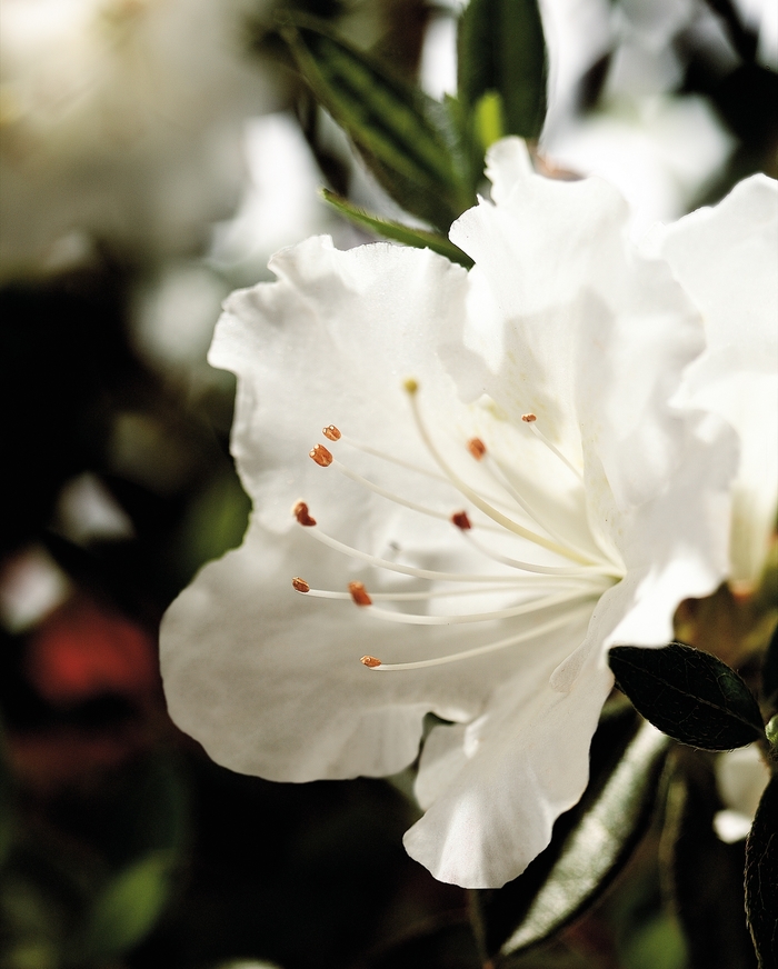 Encore® 'Autumn Angel®' - Rhododendron (Azalea) from Roots Garden Center Inc