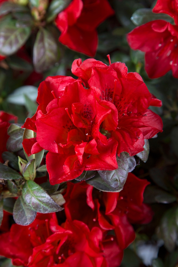Encore® 'Autumn Fire®' - Rhododendron (Azalea) from Roots Garden Center Inc