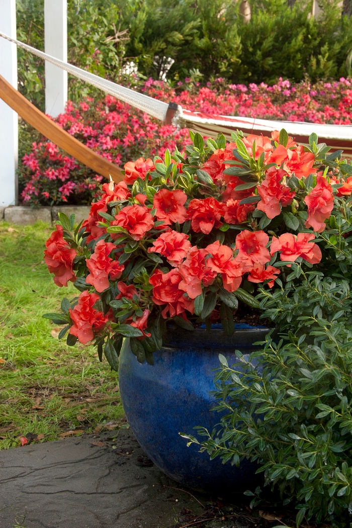 Encore® 'Autumn Embers™' - Rhododendron (Azalea) from Roots Garden Center Inc