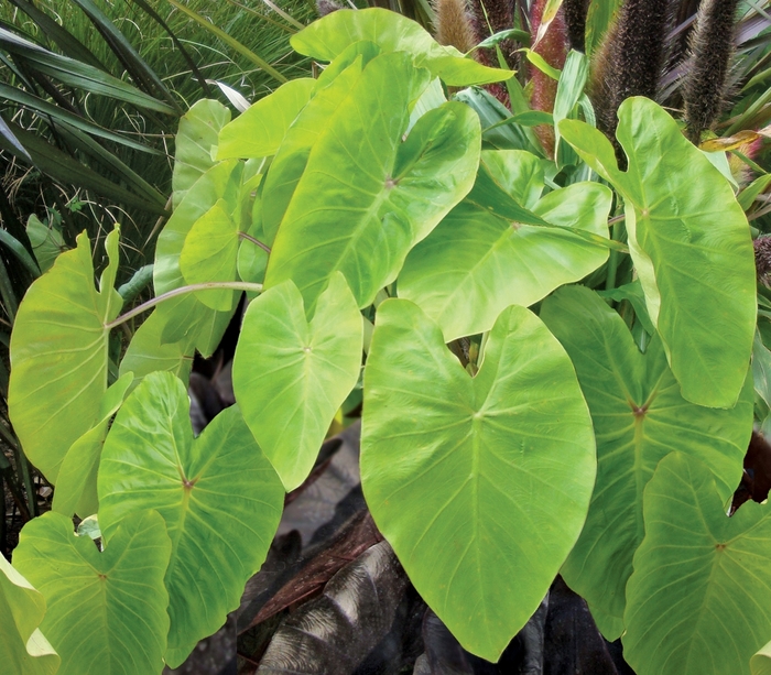 Royal Hawaiian® 'Maui Gold' - Colocasia esculenta (Elephant's Ear) from Roots Garden Center Inc