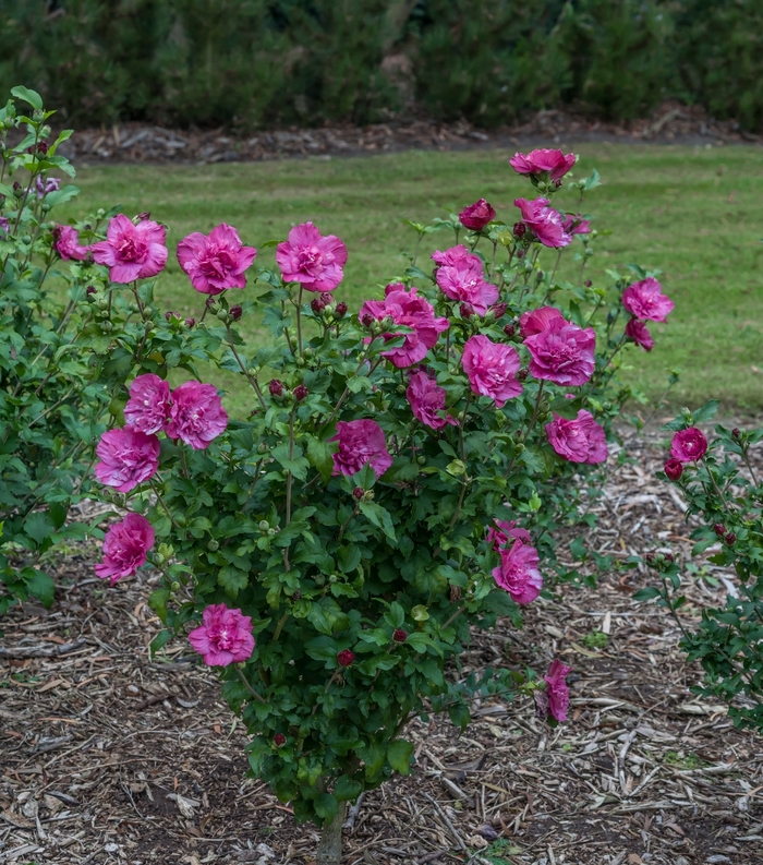 'Magenta Chiffon®' Rose of Sharon - Hibiscus syriacus from Roots Garden Center Inc