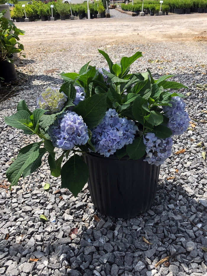 'Nikko Blue' Bigleaf Hydrangea - Hydrangea macrophylla from Roots Garden Center Inc
