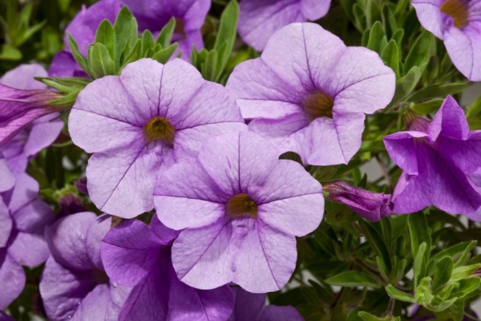 Cruze™ Lavender - Calibrachoa hybrid from Roots Garden Center Inc