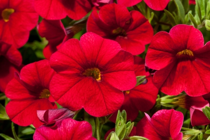 Cruze™ Red - Calibrachoa hybrid from Roots Garden Center Inc