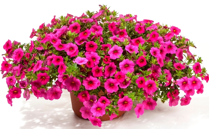 Cruze™ Rose - Calibrachoa hybrid from Roots Garden Center Inc