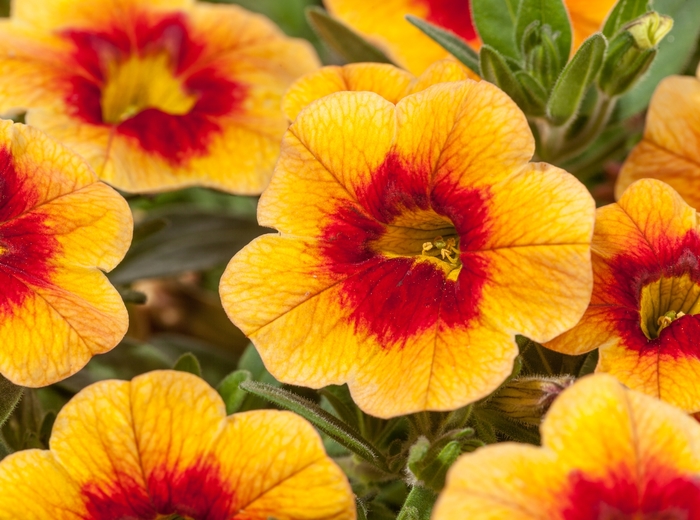 Cruze™ Yellow w/Red Eye - Calibrachoa hybrid from Roots Garden Center Inc