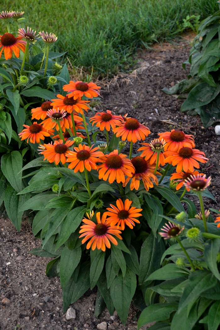 Color Coded™ 'Orange You Awesome' - Echinacea (Coneflower) from Roots Garden Center Inc