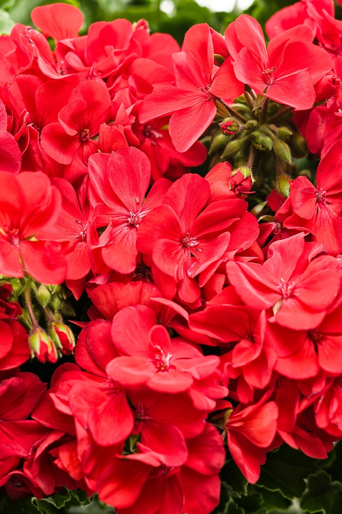 Boldly® Hot Pink - Pelargonium hybrid from Roots Garden Center Inc