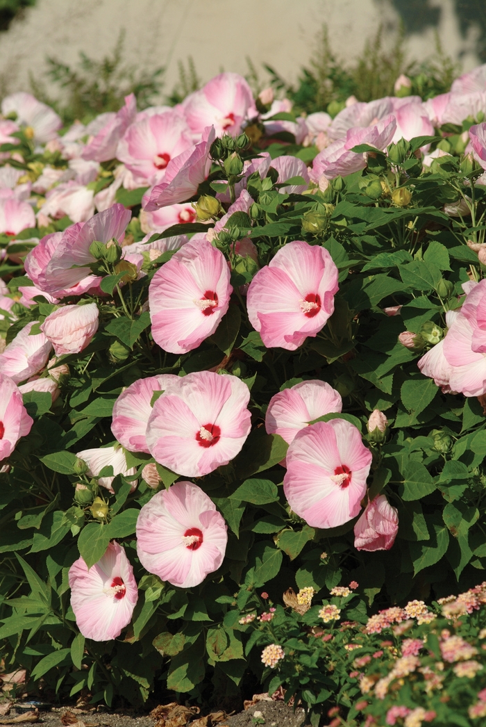 Luna™ 'Pink Swirl' - Hibiscus moscheutos (Hardy Hibiscus) from Roots Garden Center Inc