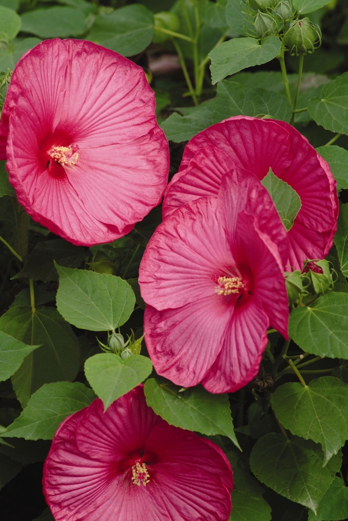 Luna™ 'Rose' - Hibiscus moscheutos (Hardy Hibiscus) from Roots Garden Center Inc