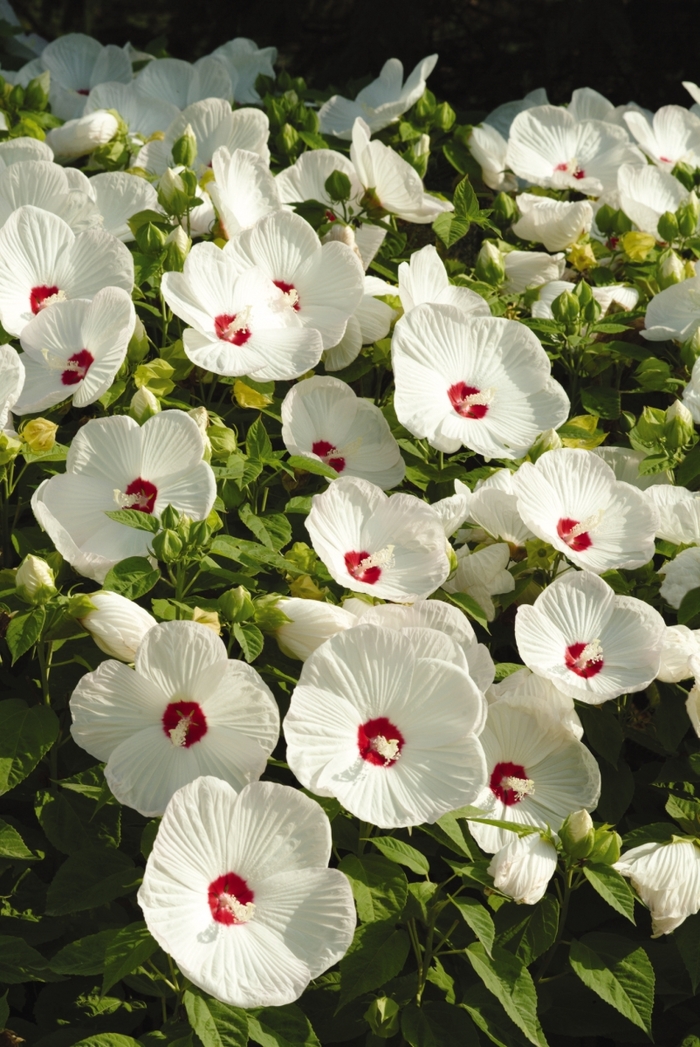 Luna™ 'White' - Hibiscus moscheutos (Hardy Hibiscus) from Roots Garden Center Inc