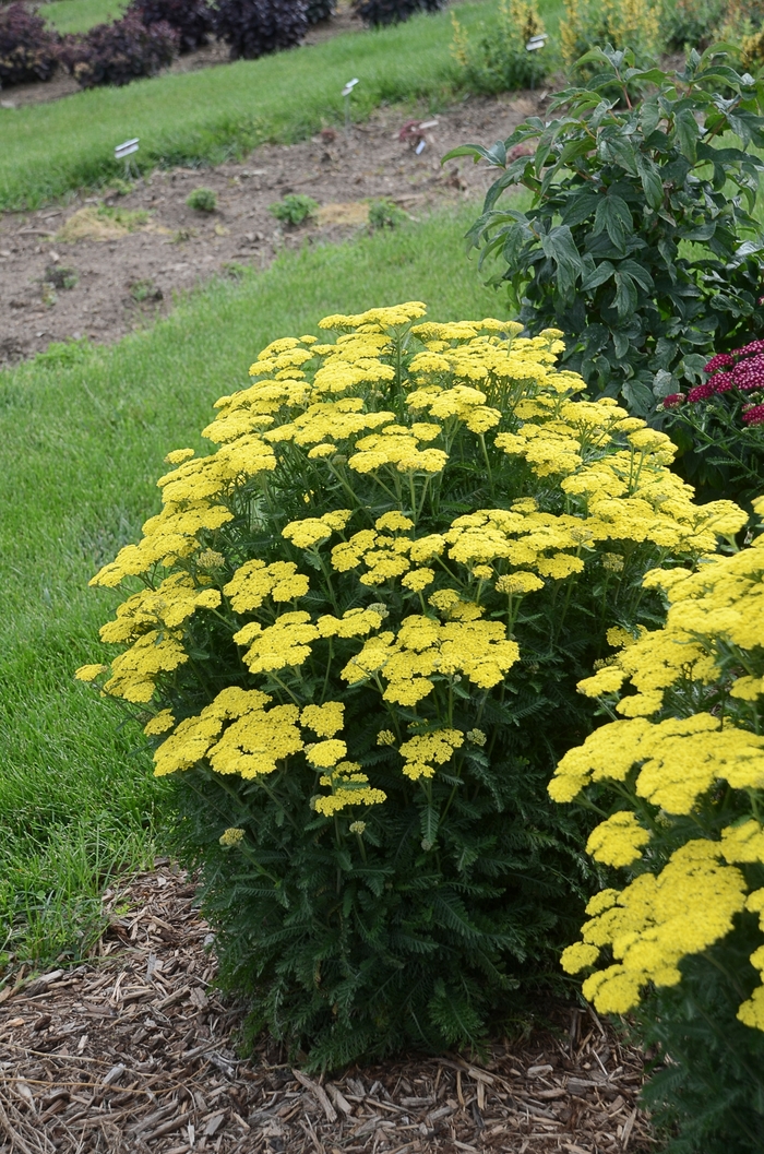 'Firefly Sunshine' Yarrow - Achillea from Roots Garden Center Inc