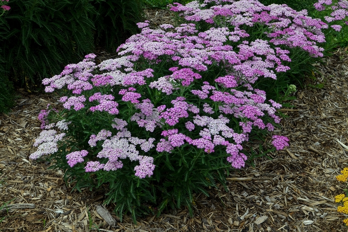 'Firefly Amethyst' - Achillea hybrid from Roots Garden Center Inc