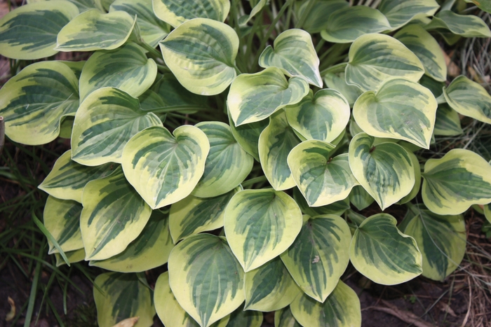 Plantain Lily - Hosta 'Cameo' from Roots Garden Center Inc