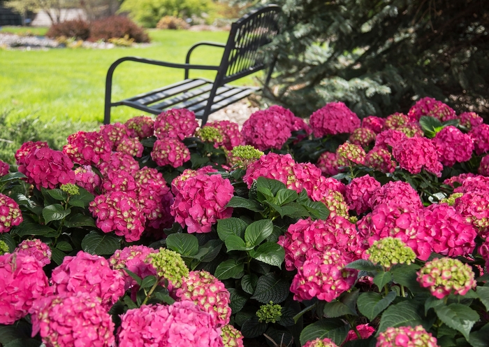 'Summer Crush®' Bigleaf Hydrangea - Hydrangea macrophylla from Roots Garden Center Inc