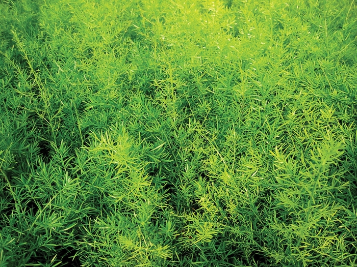 Proven Accents® 'Sprengeri' - Asparagus densiflorus (Asparagus Fern) from Roots Garden Center Inc