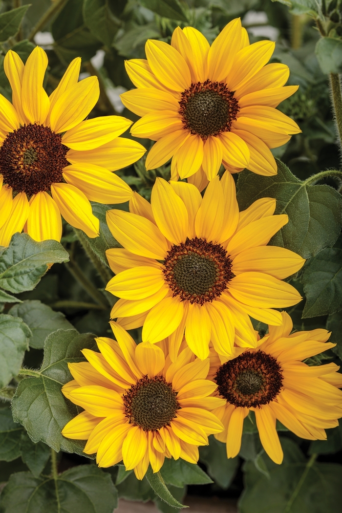 Suncredible® Yellow - Helianthus hybrid from Roots Garden Center Inc