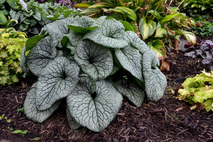 'Queen of Hearts' Heartleaf Brunnera - Brunnera macrophylla from Roots Garden Center Inc