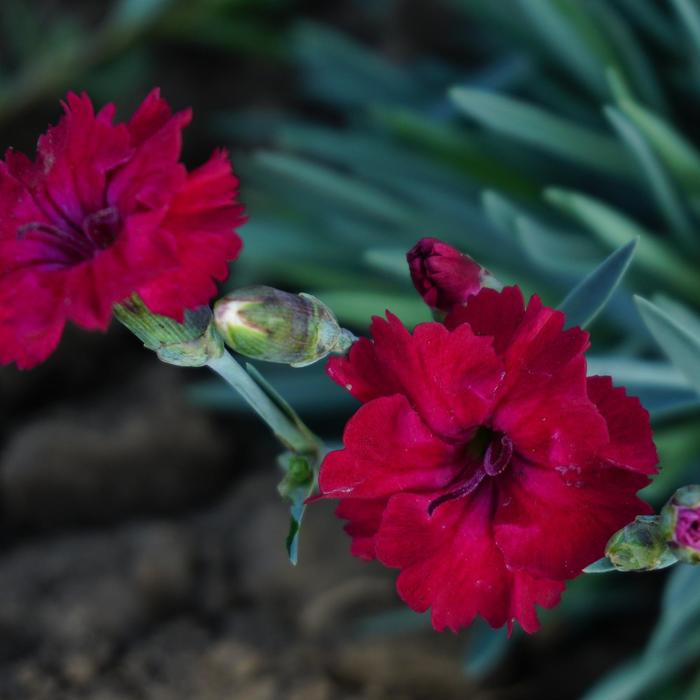 Mountain Frost™ 'Red Garnet' - Dianthus from Roots Garden Center Inc
