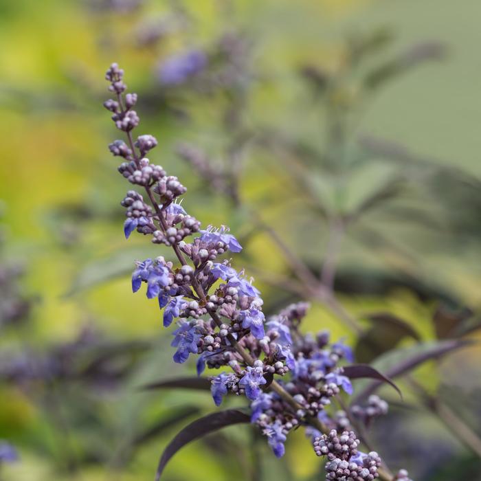 'Flip Side®' Chaste Tree - Vitex from Roots Garden Center Inc