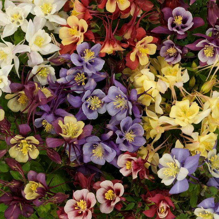 Earlybird™ Mix - Aquilegia caerulea (Columbine) from Roots Garden Center Inc