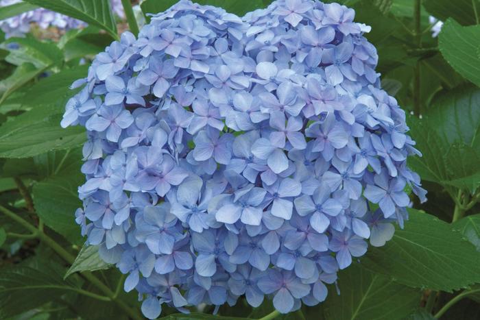 'Big Daddy' Bigleaf Hydrangea - Hydrangea macrophylla from Roots Garden Center Inc