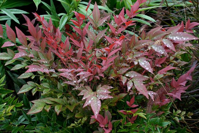 Obsession™ - Nandina domestica from Roots Garden Center Inc