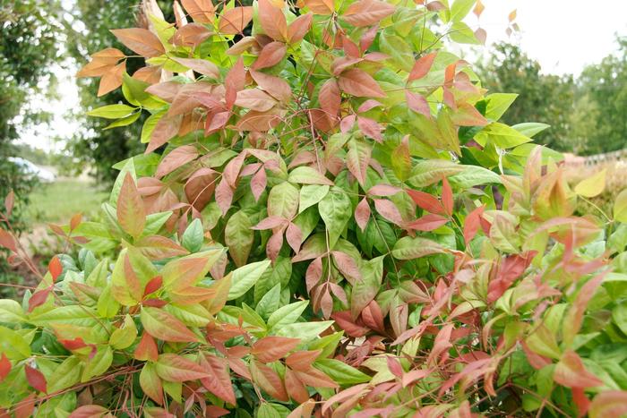 'Blush Pink™' Heavenly Bamboo - Nandina domestica from Roots Garden Center Inc